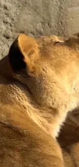 Peaceful lioness basking in golden sunlight.