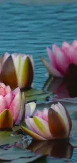 Mobile wallpaper with pink water lilies on a blue pond.