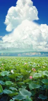 Lush green lotus field under blue sky with fluffy clouds wallpaper.