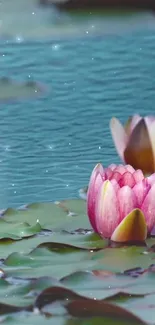 Serene wallpaper of pink lotus flowers on a tranquil blue pond.