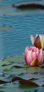 Lotus flower floating on calm blue water, creating a peaceful and elegant wallpaper.