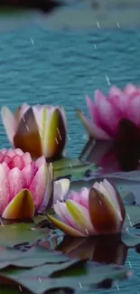 Lotus flowers on a tranquil pond under gentle rain.