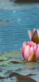 Lotus flowers floating on a tranquil pond in serene blue hues.