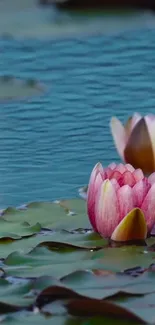 Pink lotus flowers in a serene pond with lily pads and tranquil water.