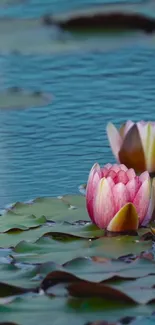 Pink lotus blossoms in a peaceful blue pond setting wallpaper.