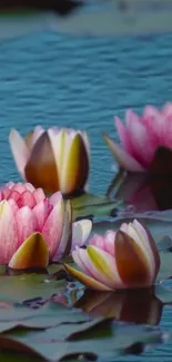 Serene lotus pond with pink blossoms reflecting on calm blue water.