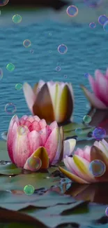 Serene pink lotus flowers with bubbles on a tranquil blue pond.