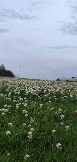 Meadow with white flowers under a calm sky.