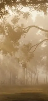 Misty forest scene with sunlight filtering through trees.