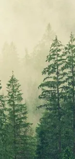 Misty forest wallpaper with evergreen trees.