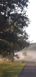 Misty morning path through green trees under a clear sky.