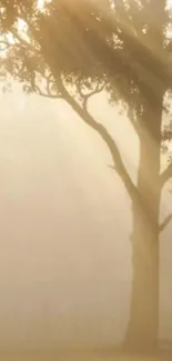 Tranquil morning tree silhouette with warm sunlight filtering through mist.