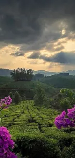 Lush green tea fields with purple flowers under a dramatic cloudy sky.