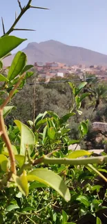 Scenic mountain view with lush green plants and clear blue sky.