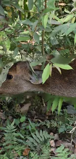 A deer camouflaged in lush green foliage.