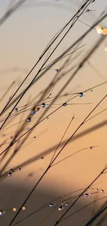 Delicate dewdrops on grass with soft sunrise background.