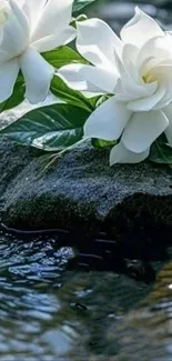 White flowers on a stone in a tranquil water setting.