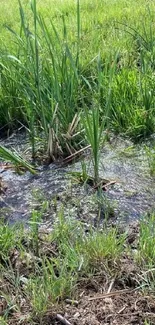 Lush green swampy grass landscape for phone wallpaper.