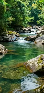Serene stream flowing through lush green forest.