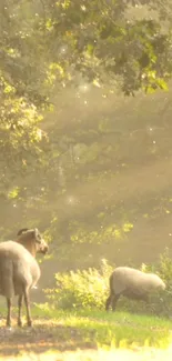 Serene forest with grazing sheep in sunlight.