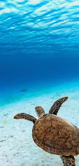 A peaceful sea turtle glides through clear, vibrant blue ocean waters.