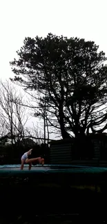 Silhouette of a tree and person on trampoline at dusk, calm setting.