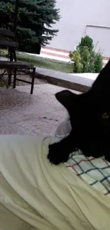 Black cat on a patio in an outdoor garden setting.