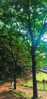 Scenic park pathway under lush green trees.