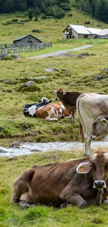 Cows relaxing in a lush green pasture with a serene nature backdrop.