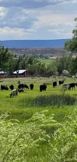 Grazing cattle in a lush green pasture under a cloudy sky.