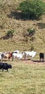 Wallpaper of cattle grazing in a lush, green pasture field.