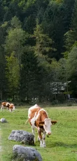 Grazing cows in a lush, green pastoral landscape.