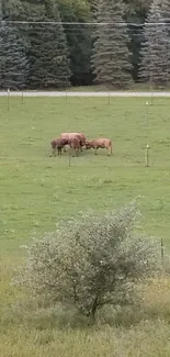 Wildlife grazing in a lush green field with trees.