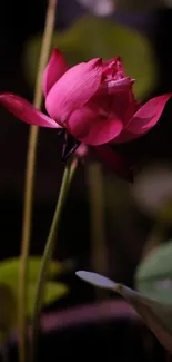 Pink lotus bloom with serene green leaves on a blurred background.