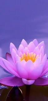 Pink lotus flower on calm water surface, serene and peaceful.