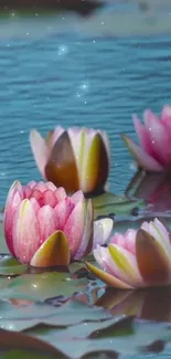 A peaceful scene of pink lotus flowers floating on a tranquil blue pond.