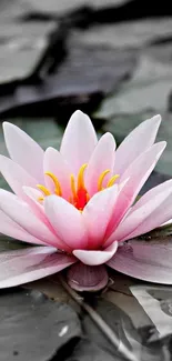 Pink lotus flower on monochrome background with tranquil ambiance.