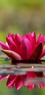 Pink lotus flower reflecting on calm water surface.