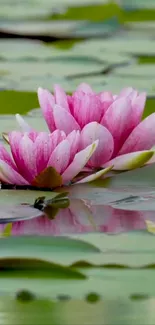 Pink water lilies float on a peaceful green pond.