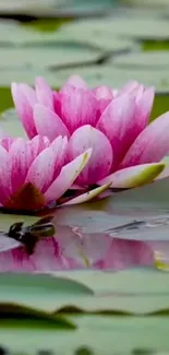 Pink water lilies on a tranquil pond with green leaves.