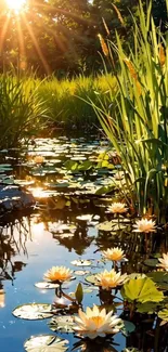 Pond scene with lilies at sunrise and lush greenery.