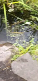 A tranquil pond surrounded by lush greenery and stones.