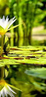 Serene pond with white water lily and lush green reflection.