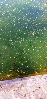 A tranquil pond with scattered autumn leaves on a sunny day.