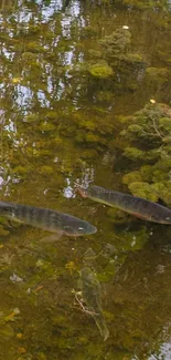 Fish swimming in a tranquil pond with reflected trees in the water.