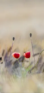 Serene poppy field under gentle light