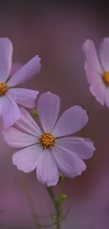 Three delicate purple flowers on a soft dreamy background.