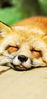 Red fox sleeping on wooden planks amidst green forest backdrop.