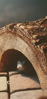 Reptile under a rustic wooden arch with earthy tones.