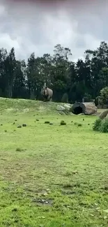 Tranquil rhino standing in lush green landscape with trees in background.